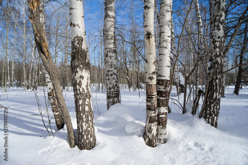 Winter snowy woods or forest with birch trunks in the foreground in clear weather  the bark on some trees eaten by hares.