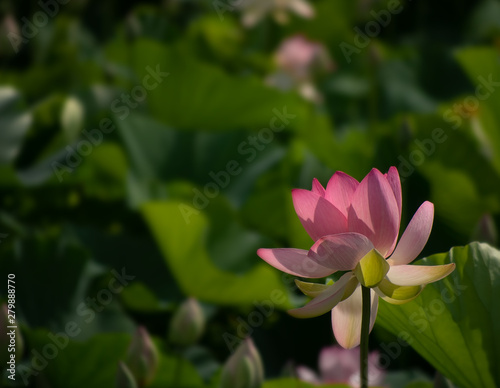 Nelumbo nucifera aka Indian or Sacred lotus. Pink flower against defocussed blurry background for copyspace.