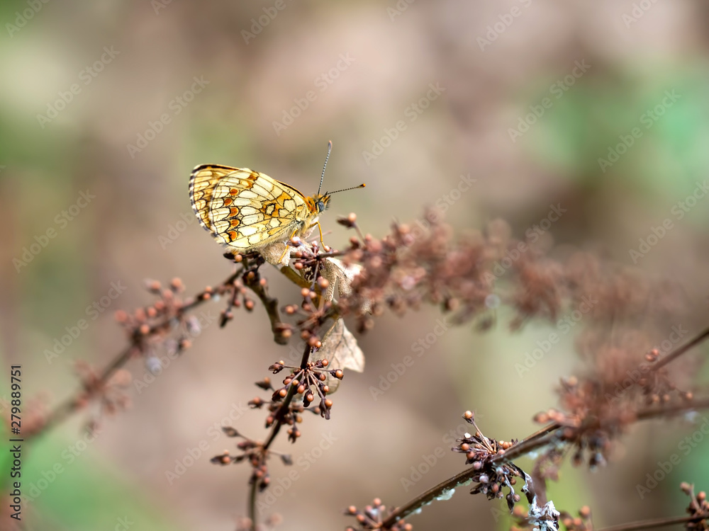 Fototapeta premium Melitaea nevadensis, Fritillary butterfly in natural environment. Europe. Italy.