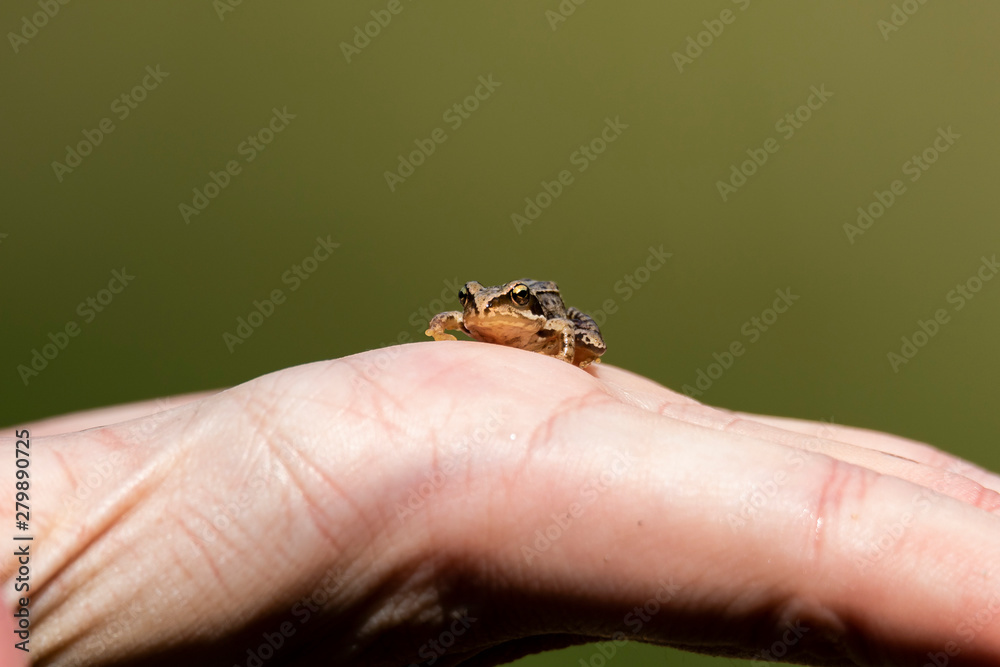 A portrait of a little baby frog sitting really still on a hand with a smooth green background. The baby frog was picked up in the middle of the forest.