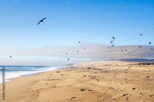 Sand Beach and Flock of Birds Flying Over the Sea. Pacific Ocean  California