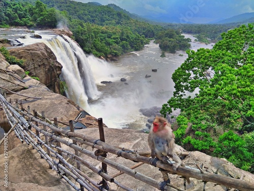 Athirappilly Waterfalls-Kerala India-Monkey looking
