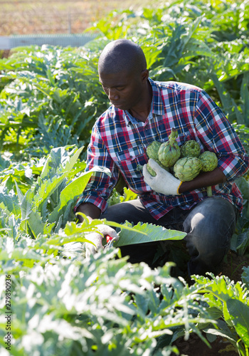 Gardener with harvested artichokes