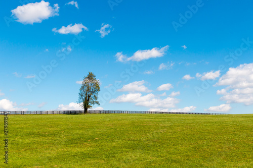 Alone tree on green pastures of horse farms. Country landscape.