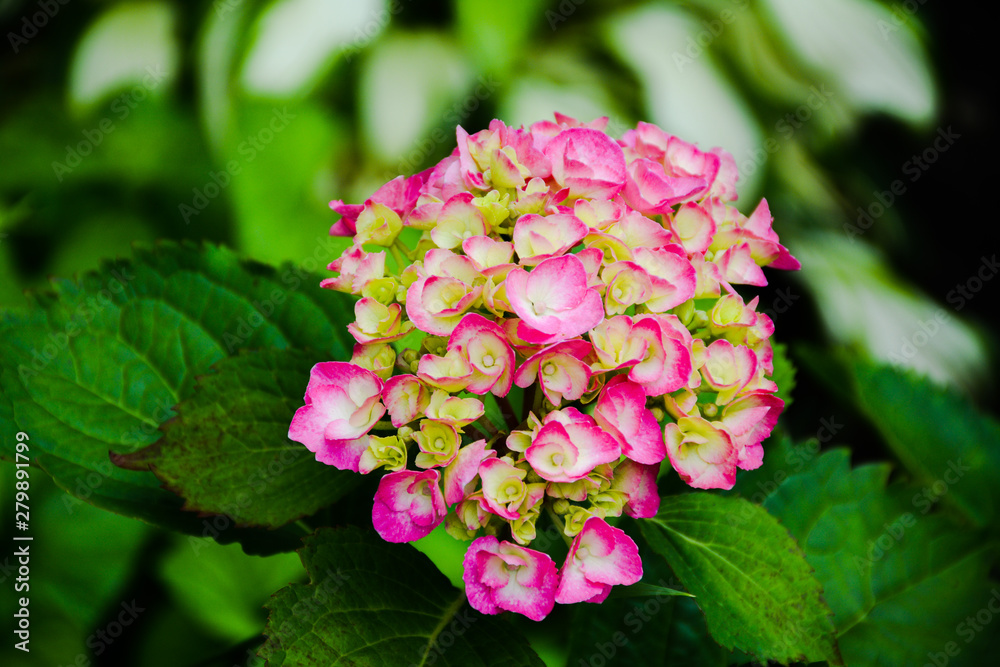 Beautiful pink green hydrangea flowers on a lush bush in the garden Beautiful pink green hydrangea flowers on a lush bush in the garden