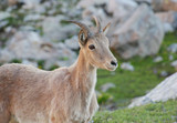 Caucasian mountain goat