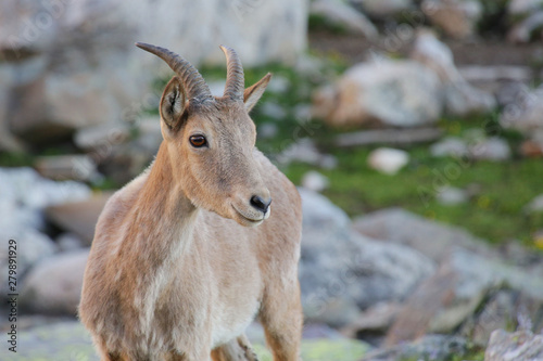 Caucasian mountain goat