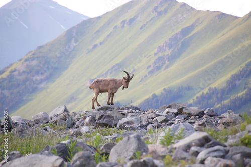 Caucasian mountain goat