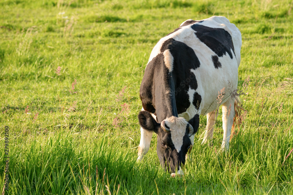 Cows graze on a juicy meadow on a summer day Cows graze on a juicy meadow on a summer day