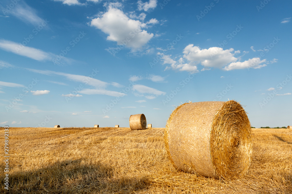 Cut wheat field with hale bales
