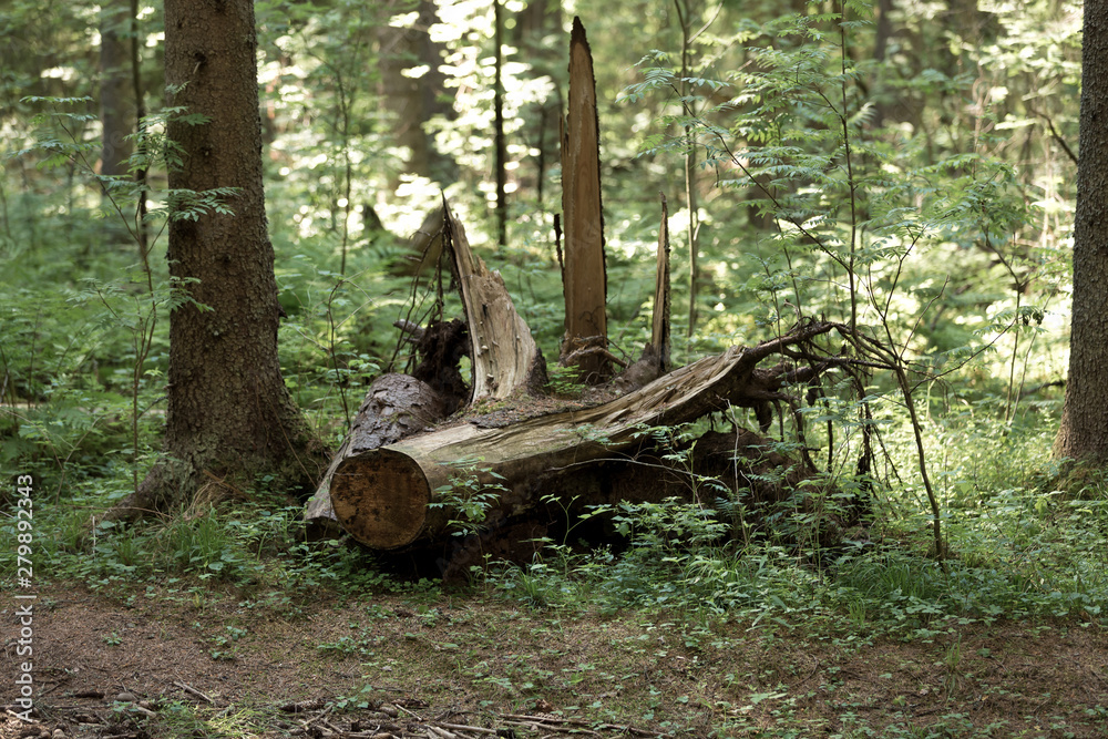 an old fallen tree in a natural forest an old fallen tree in a natural forest