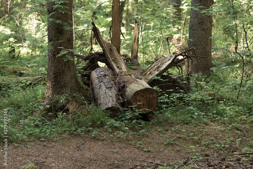 an old fallen tree in a natural forest an old fallen tree in a natural forest