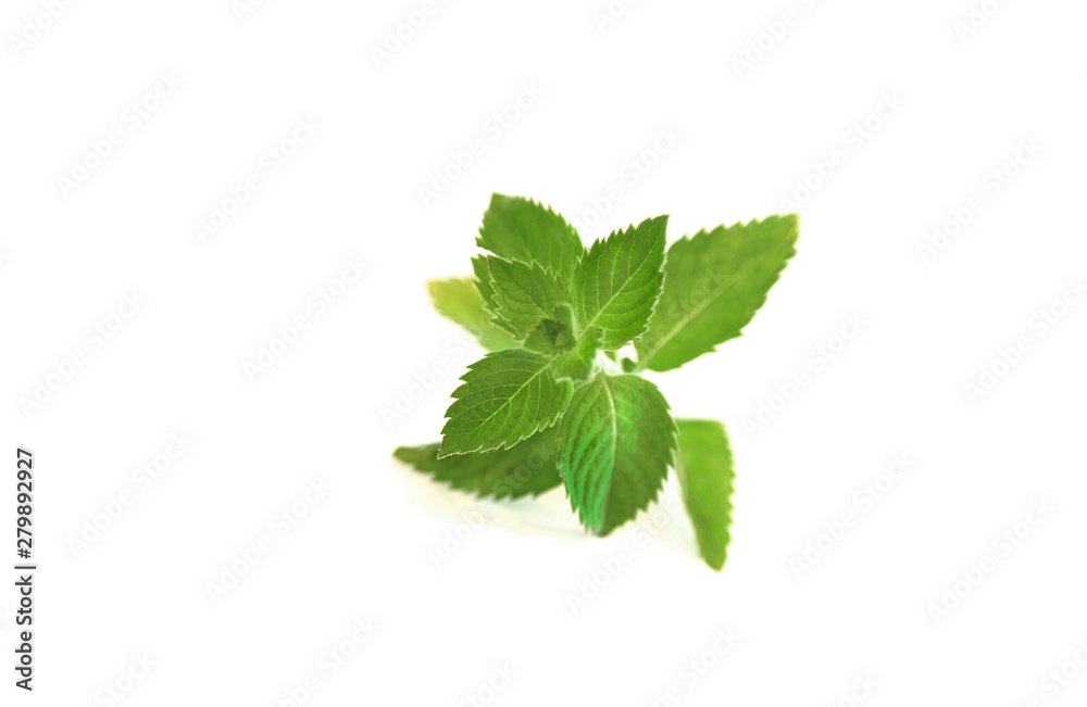 Fresh green leaves on mint branch on white isolated background - spearmint has cooling, fresh effect used in cosmetics, shampoo or chewing gums
