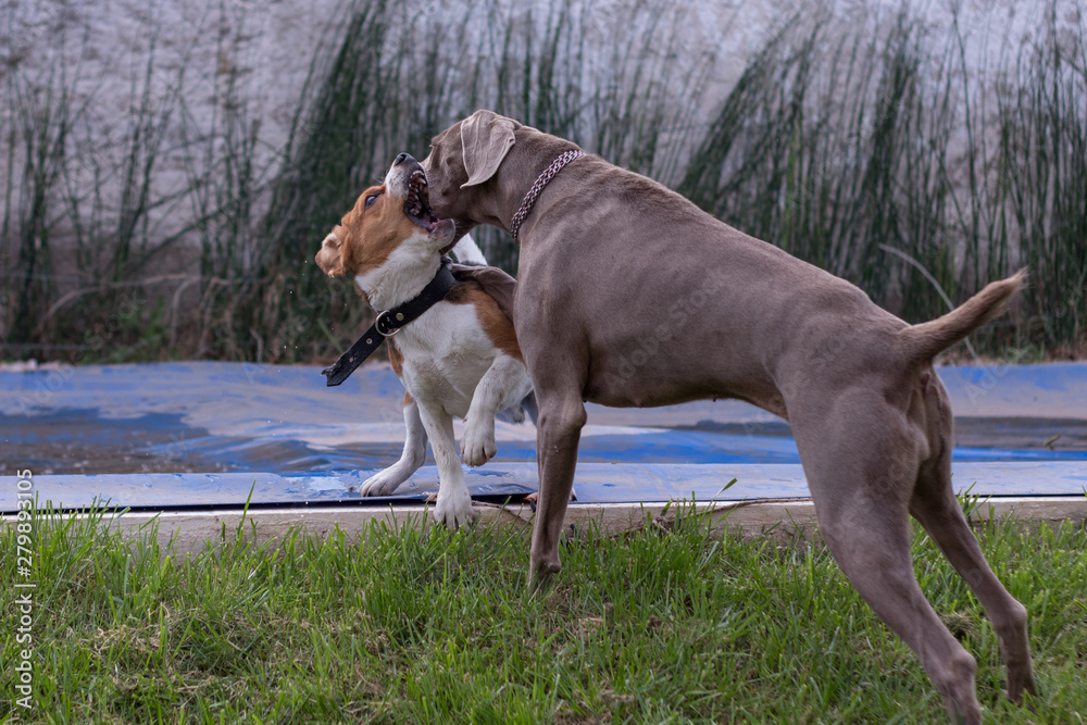 Perro beagle jugando con oreo weimaraner Perro beagle jugando con oreo weimaraner