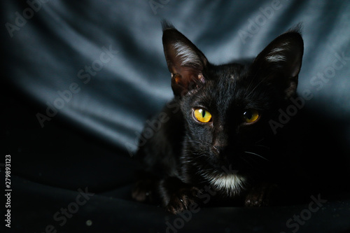 Black Cat © Jayrajsinh