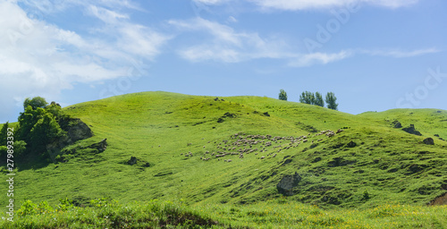 A herd of sheep grazing on a mountain slope. North Caucasus, Chechen Republic