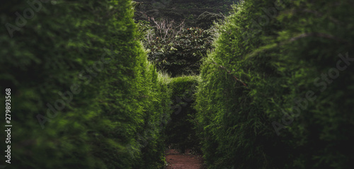 Into the maze