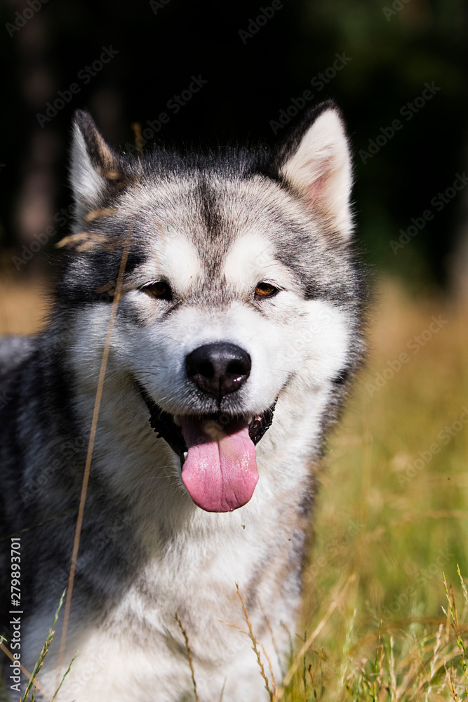 dog breed Alaskan Malamute outdoors in summer