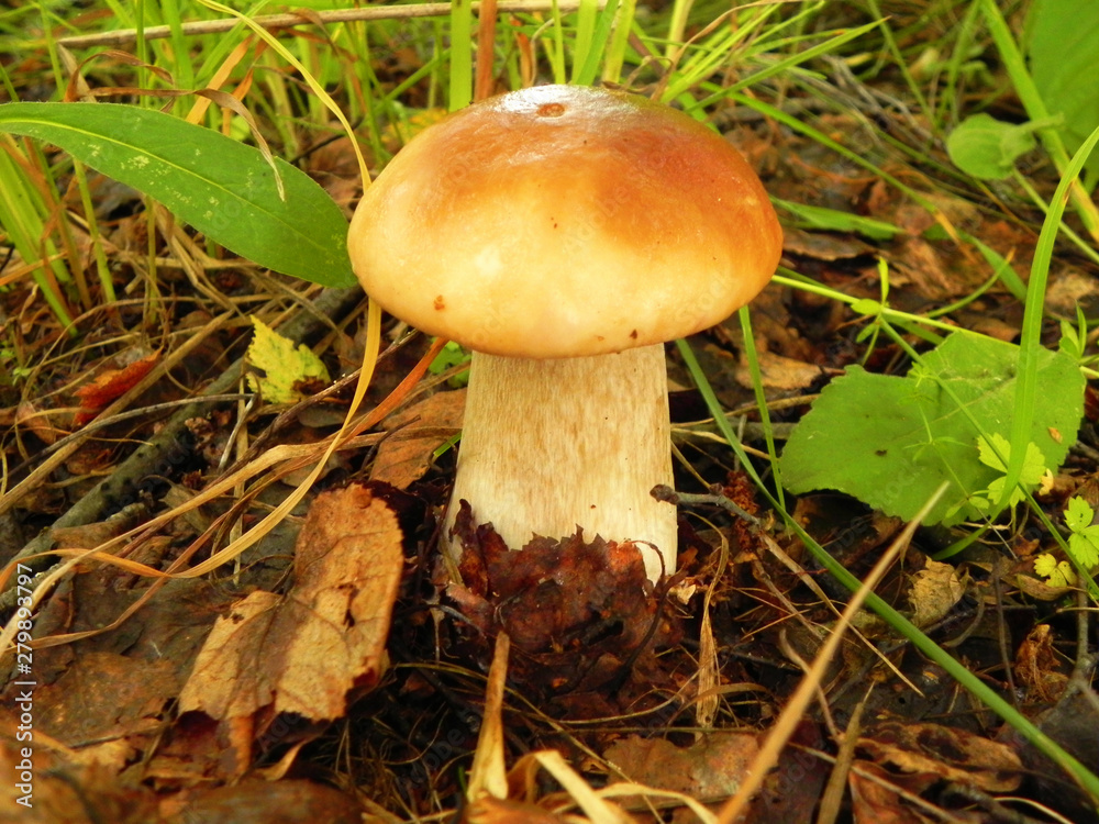 White mushroom (boletus) in the forest. White mushroom (boletus) in the forest.