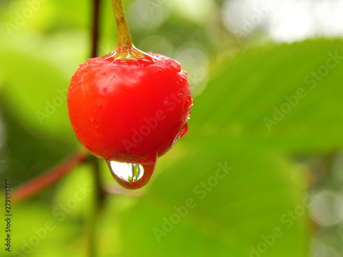 Cherry with a drop of rain on a tree branch.