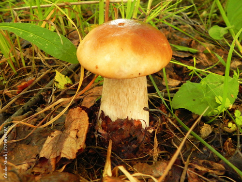 White mushroom (boletus) in the forest.