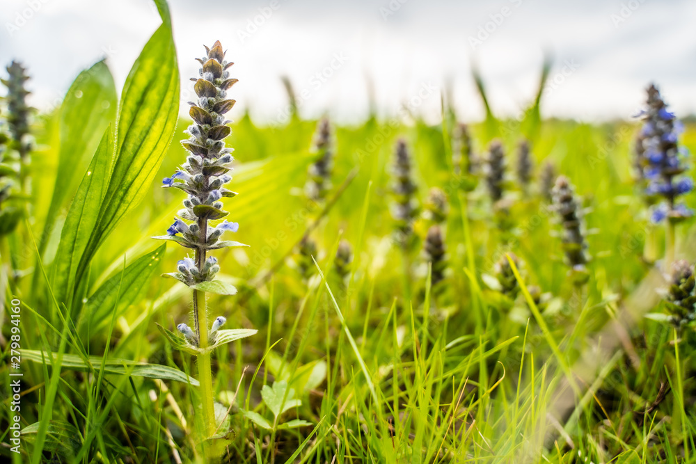 kleine Lupine im Frühling kleine Lupine im Frühling