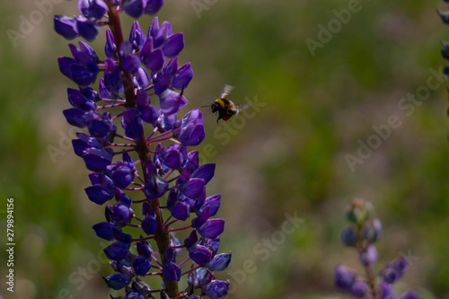 Fototapeta Naklejka Na Ścianę i Meble -  Bumblebee flies on a purple flower