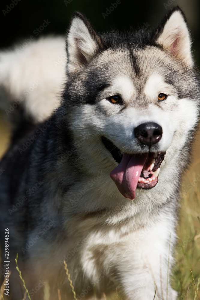dog breed Alaskan Malamute outdoors in summer dog breed Alaskan Malamute outdoors in summer