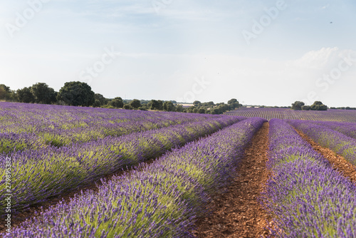 Purple lavender fields in Brihuega, Gudalajara province - Spain