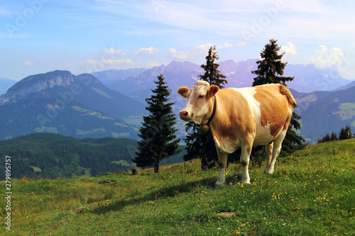 Kuh auf der Weide