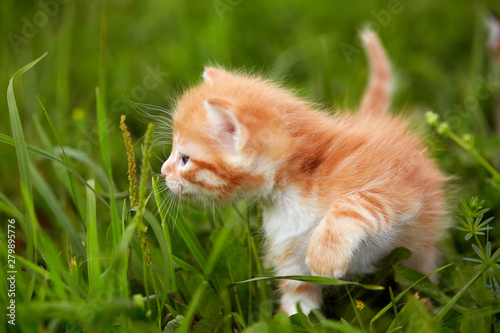 cat on grass © fyb