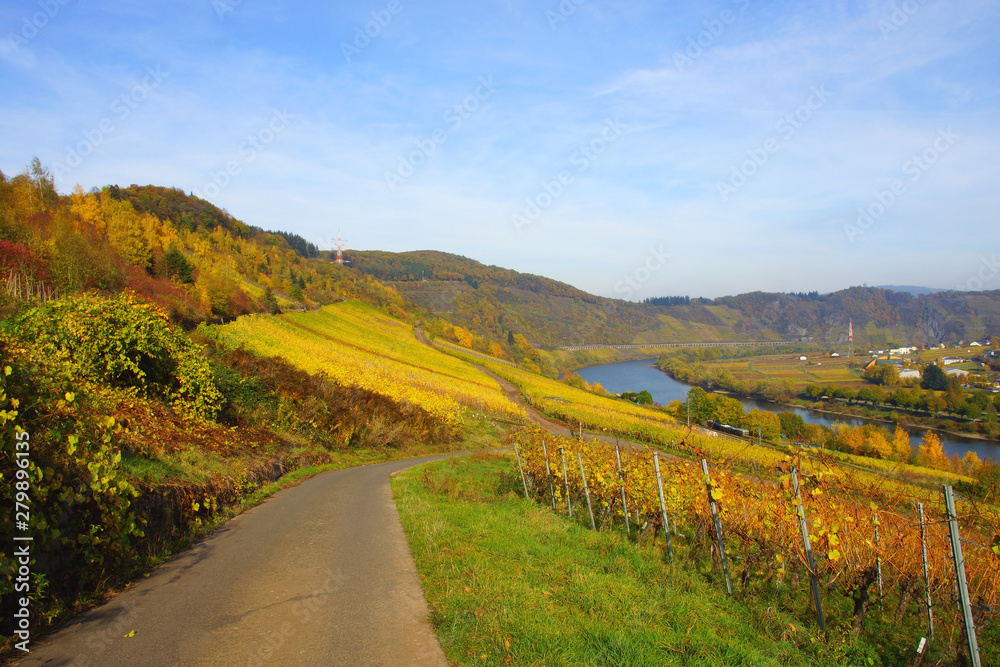 farbige Weinberge im Herbst an der Mosel mit Pünderich rechts farbige Weinberge im Herbst an der Mosel mit Pünderich rechts