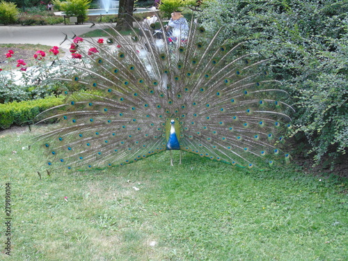 peacock in garden