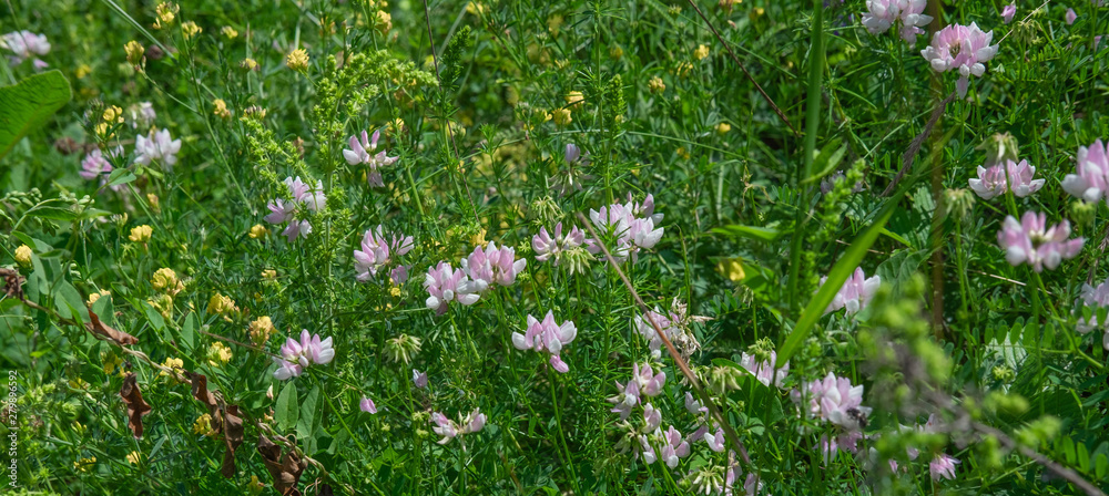 Wild wildflowers in the meadow. Photograph of field grasses in mountainous areas. Travel and nature Wild wildflowers in the meadow. Photograph of field grasses in mountainous areas. Travel and nature