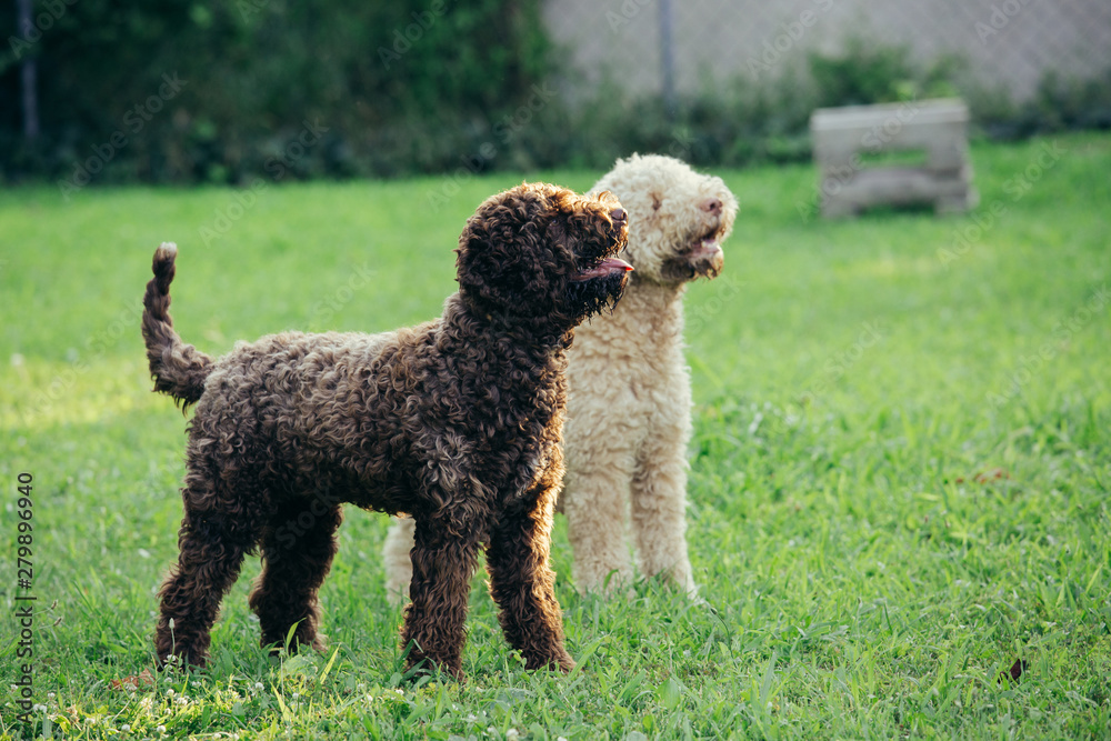 purebred dogs playing outdoor in backyard purebred dogs playing outdoor in backyard