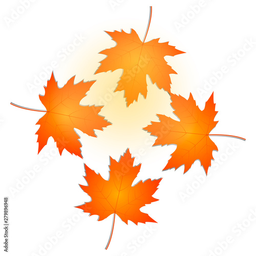 Maple leaf set  autumn concept  vector illustration