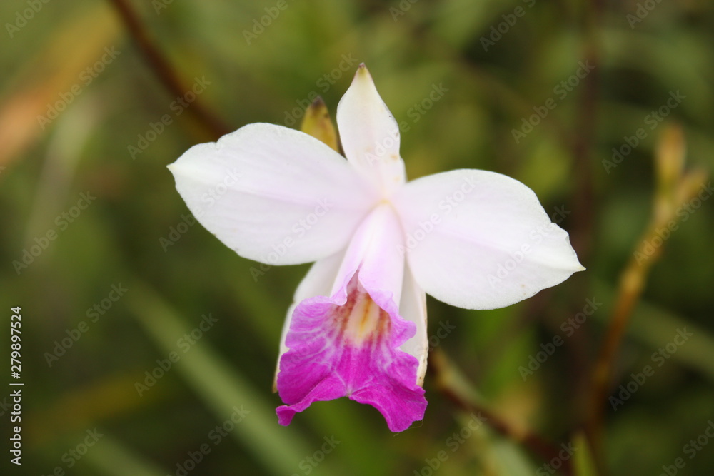 Wild Tropical Pink and White Orchid Wild Tropical Pink and White Orchid