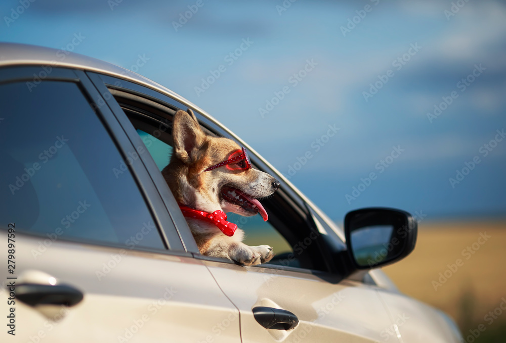 funny passenger puppy dog red Corgi in the sunscreen glasses pretty sticks out his face with his tongue sticking out of the car window during the trip