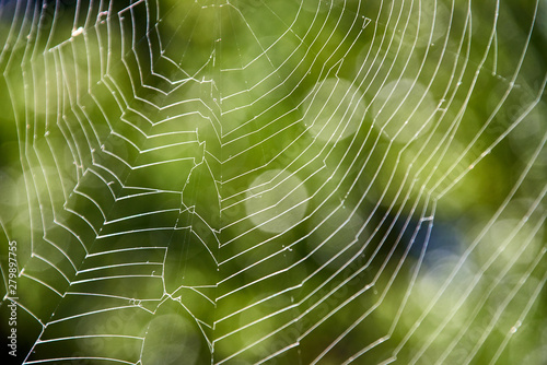 cobweb on green background, background image