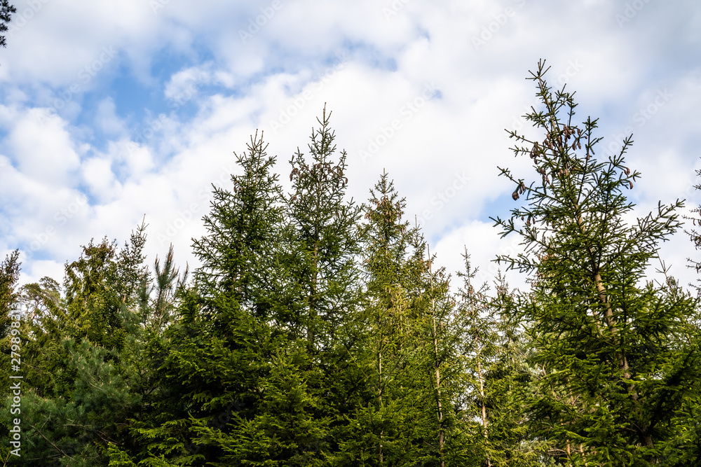 Wald Baumspitzen, die in blauen Wolkenhimmel ragen Wald Baumspitzen, die in blauen Wolkenhimmel ragen