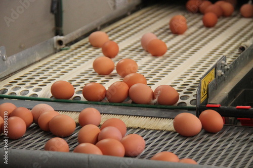 Wallpaper Mural A Transfer of Farm Eggs Between Collecting Conveyors. Torontodigital.ca
