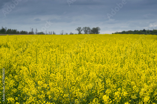 Yellow rapeseed field under the dark sky