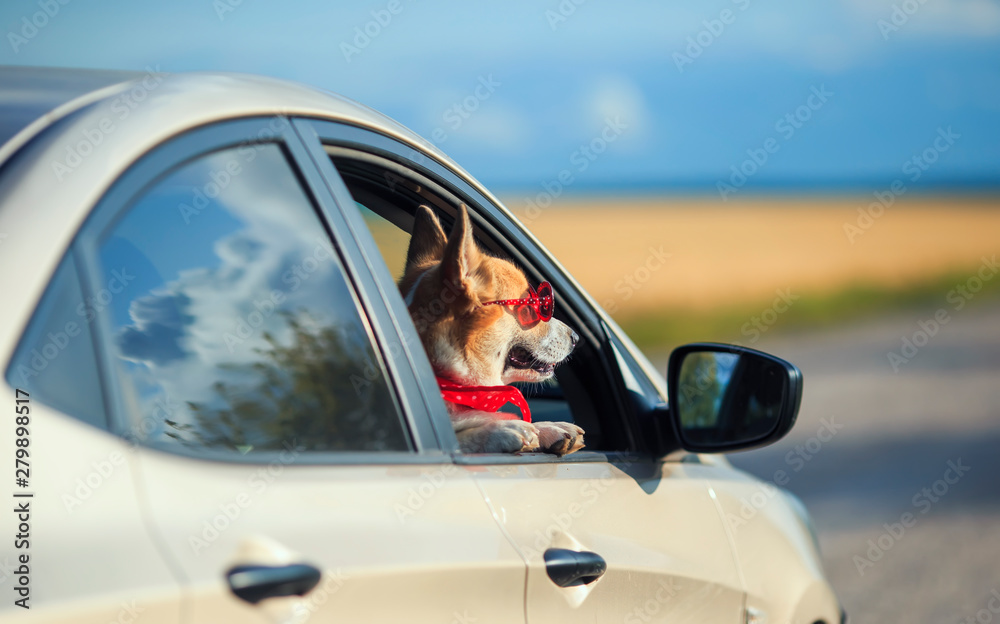 funny passenger corgi puppy dog in sunglasses pretty stuck his muzzle out of the car window during the out of town etney trip and looking forward