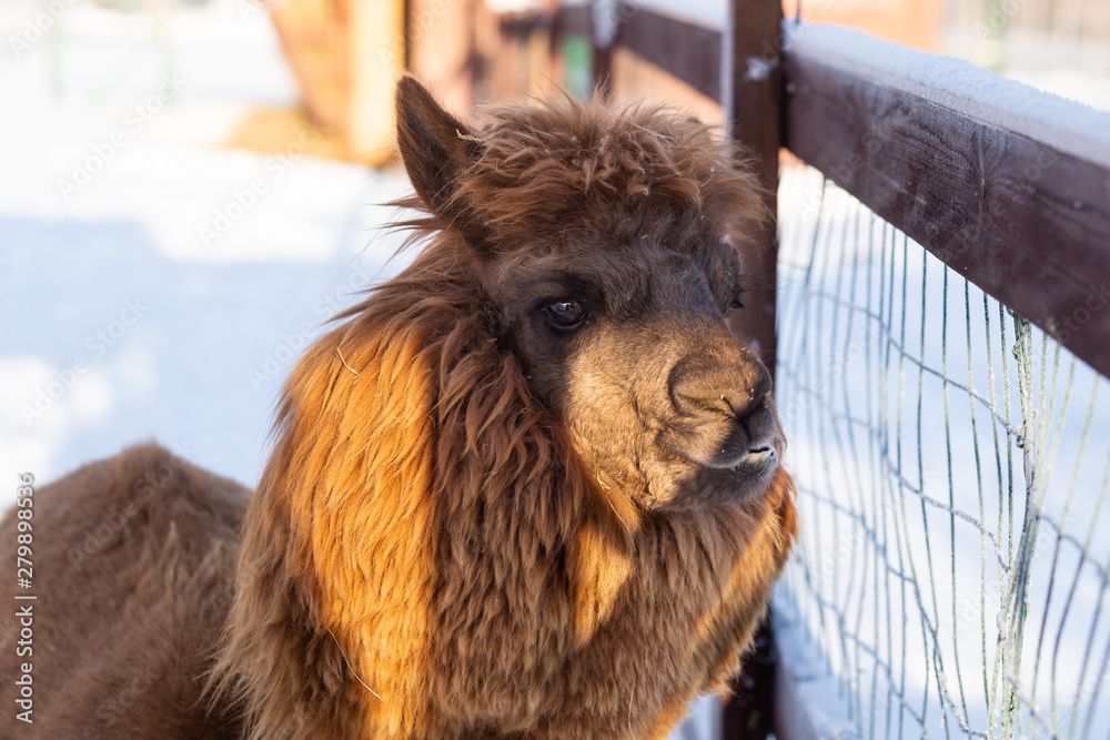 Portrait of alpaca on snow background. Selective focus on the alpaca's face Portrait of alpaca on snow background. Selective focus on the alpaca's face