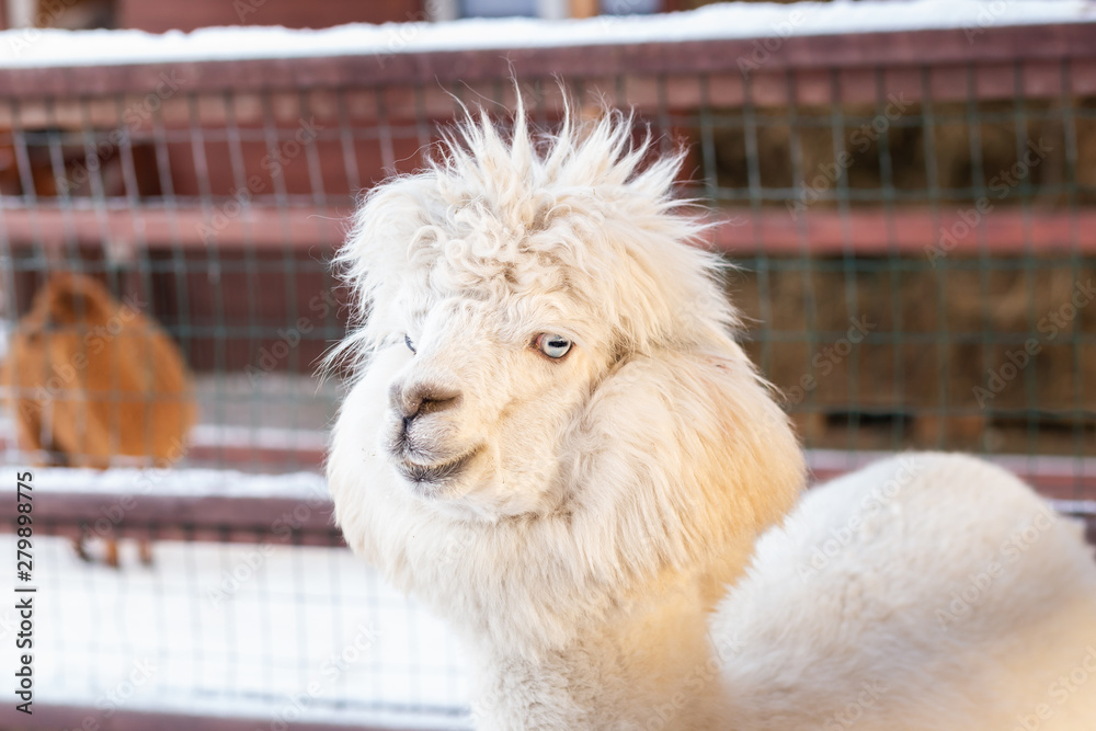White alpaca on the alpaca's farm in winter White alpaca on the alpaca's farm in winter