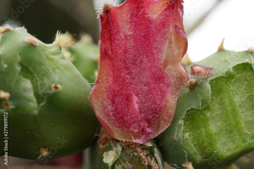 plantas crasas cactaceas y chumberas photo