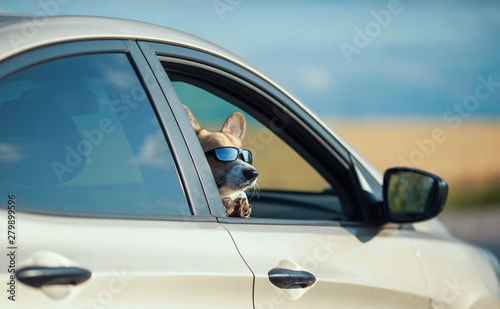 funny passenger red corgi puppy dog in sunglasses pretty stuck his muzzle out of the car window while traveling summer sunny day