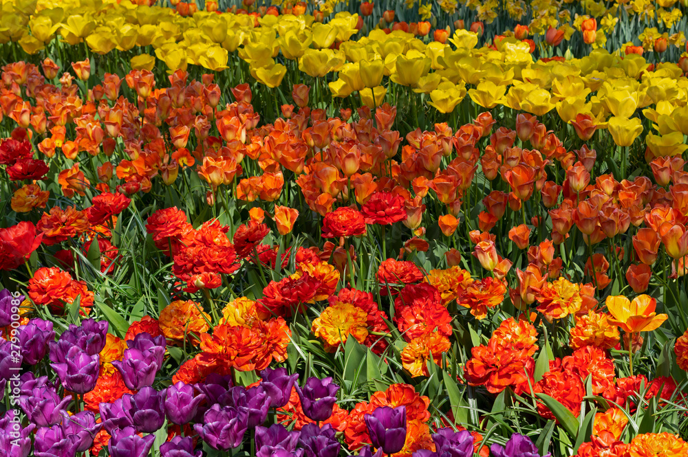 Mixed color tulip flower beds from the Netherlands - Keukenhof Garden
