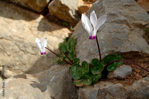Alpenveilchen auf Symi, Griechenland - Cyclamen on Symi, Greece photo