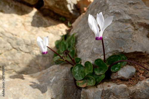 Alpenveilchen auf Symi, Griechenland - Cyclamen on Symi, Greece photo